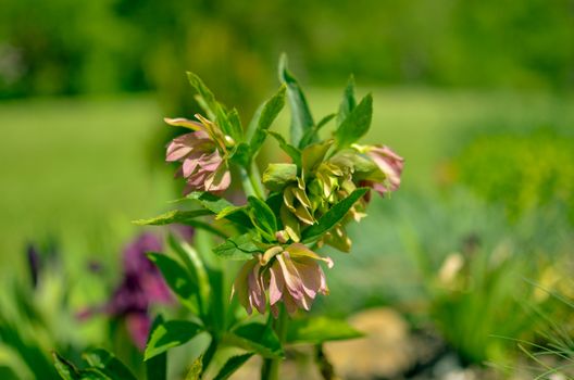 Red hellebore spring flower in a garden surrounded by green grass and plants and trees in the garden