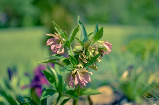 Red hellebore spring flower in a garden surrounded by green grass and plants and trees in the garden