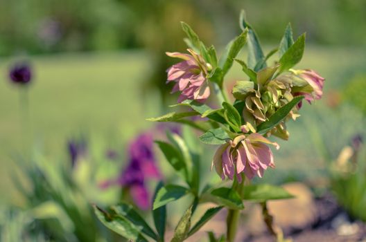 Red hellebore spring flower in a garden surrounded by green grass and plants and trees in the garden