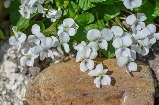 white viola odorata growing between stones