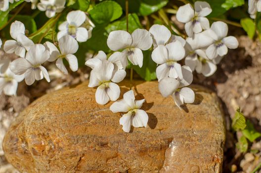 white viola odorata growing between stones