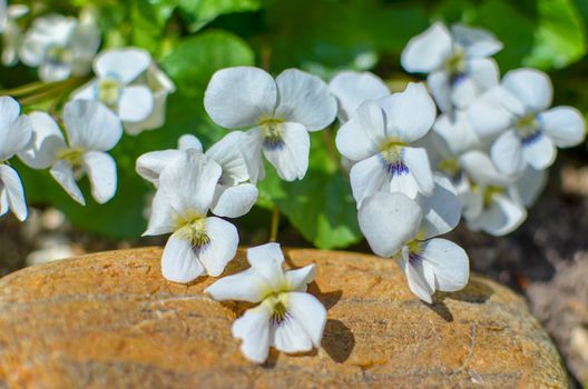 white viola odorata growing between stones