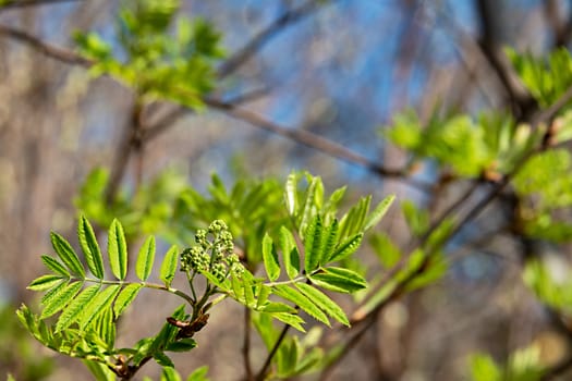 Fluffy, green, carved and fresh leaf of a mountain ash tree with swelling buds of flowers on a soft stem grows on a sunny spring day against a background of blue sky and plexus of branches.