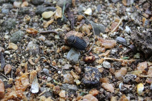 The picture shows a black snail beetle in the garden