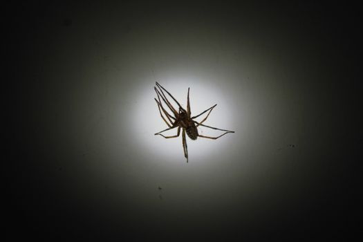 The picture shows a large house spider on the wall