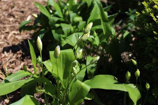 The picture shows wild garlic with buds in the ground