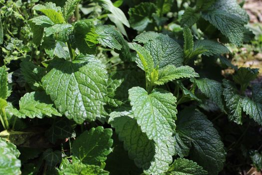 The picture lemon balm in the garden