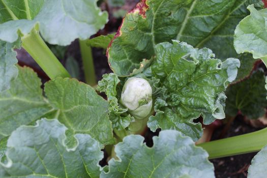 The picture shows rhubarb in the ground in the spring