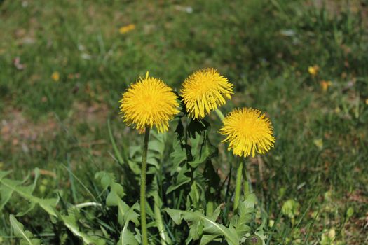The picture shows a dandelion field in the garden