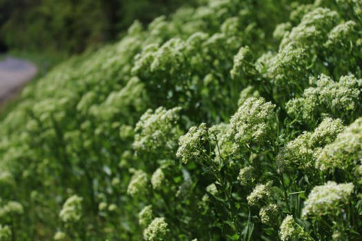 The picture shows a field of white flowers in the nature