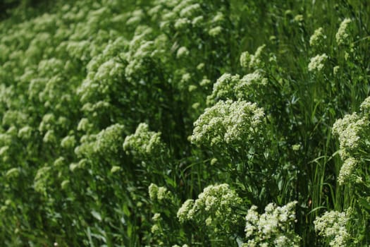 The picture shows field of white flowers in the nature