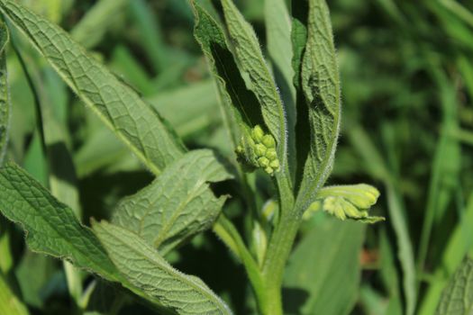 The picture shows field of comfrey with blossoms