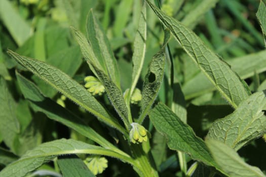 The picture shows field of comfrey with blossoms