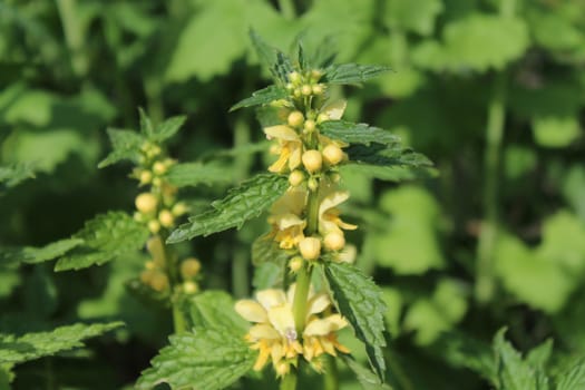 The picture shows field of yellow deadnettles in the nature