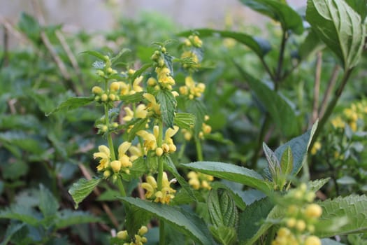 The picture shows a field of yellow deadnettles in the nature