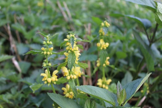 The picture shows a field of yellow deadnettles in the nature