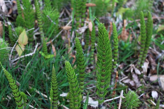 The picture shows a field of horsetails in the forest