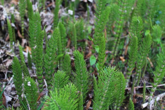 The picture shows field of horsetails in the forest