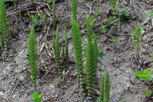 The picture shows a field of horsetails in the forest