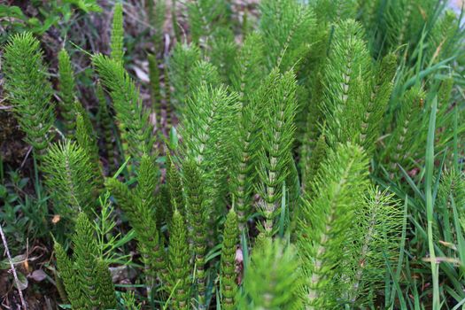 The picture shows a field of horsetails in the forest