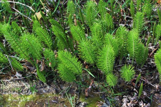 The picture shows a field of horsetails in the forest