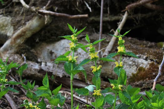 The picture shows a field of yellow deadnettles in the nature