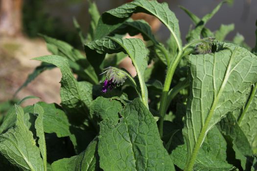 The picture shows a field of comfrey with blossoms