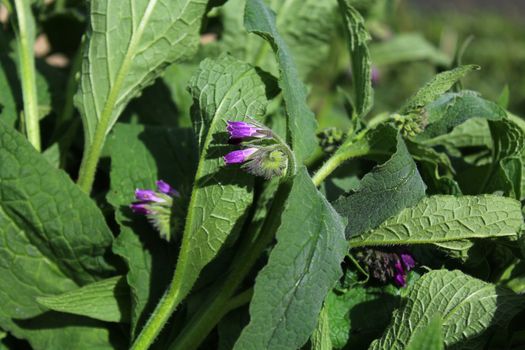 The picture shows a field of comfrey with blossoms