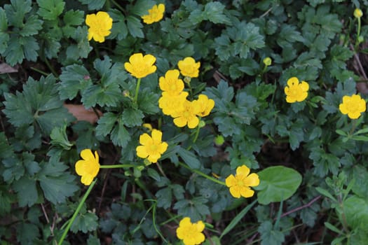 The picture shows field of yellow flowers in the forest