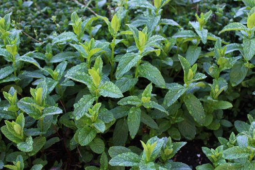 The picture shows a field of peppermint after the rain