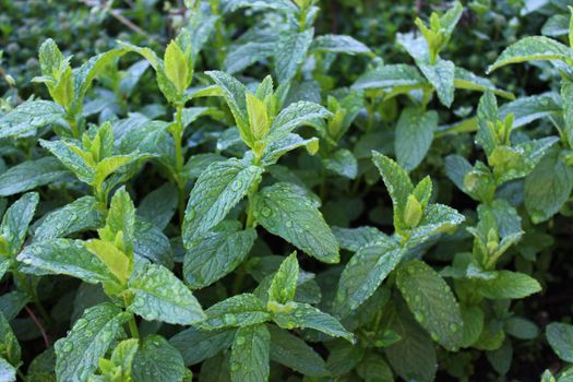 The picture shows a field of peppermint after the rain