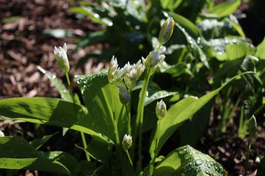 The picture shows wild garlic after the rain