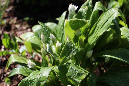 The picture shows wild garlic after the rain