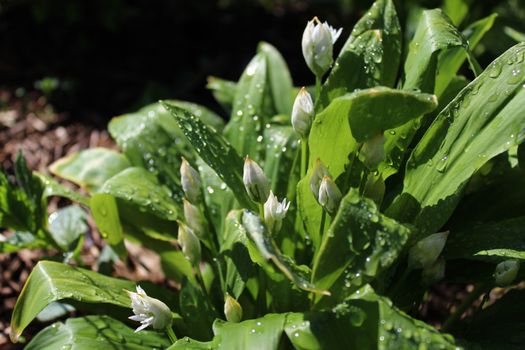 The picture shows wild garlic after the rain