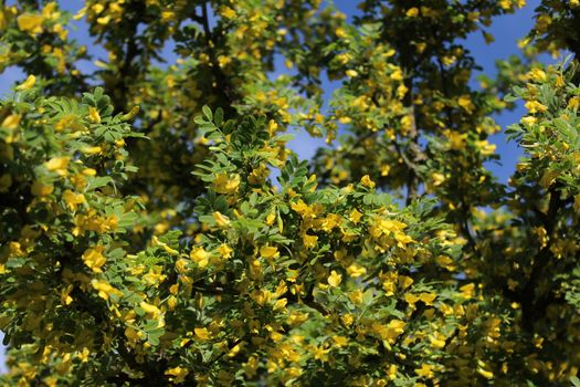 The picture shows bladder senna in the garden