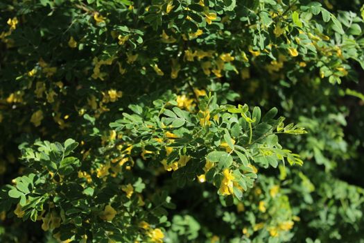 The picture shows bladder senna in the garden