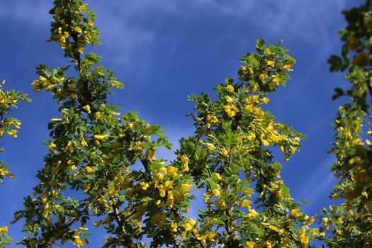 The picture shows bladder senna in the garden