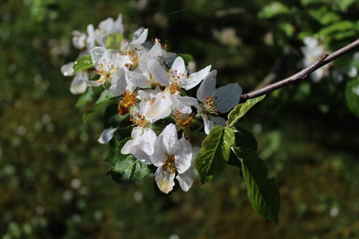 The picture shows wonderful apple tree blossoms after the rain