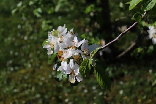 The picture shows wonderful apple tree blossoms after the rain