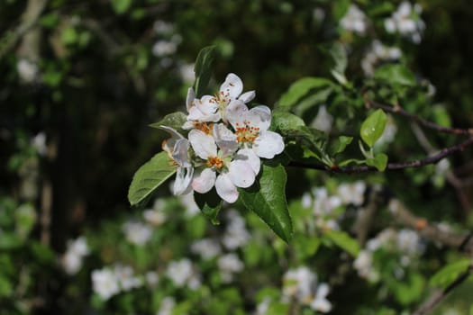 The picture shows wonderful apple tree blossoms after the rain