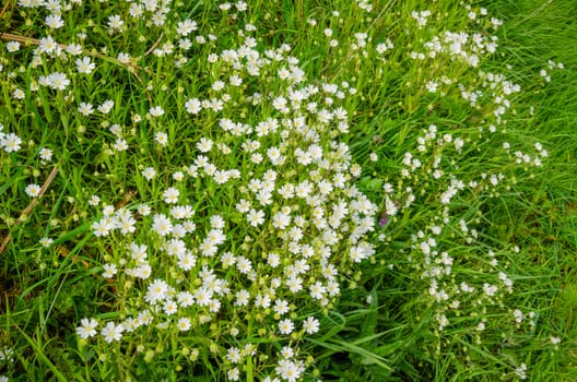 Small wild flowers with white petals and yellow stamen on green stems and leaves.