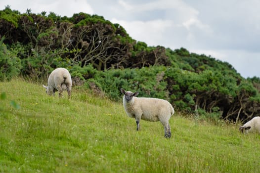 A landscape image of a flock of sheep grazing in a pasture at Browns Bay, Islandmagee, County Antrim, Northern Ireland.