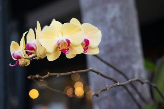 Yellow Phalaenopsis orchid. Beautiful orchid flowers closeup natural backgound. Selective focus closeup. 