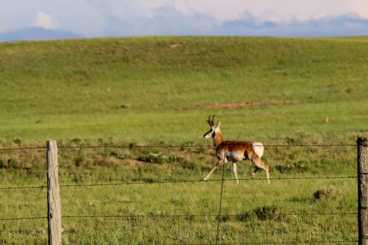 A brown and white antelope standing on top of a lush green field in Wyoming.