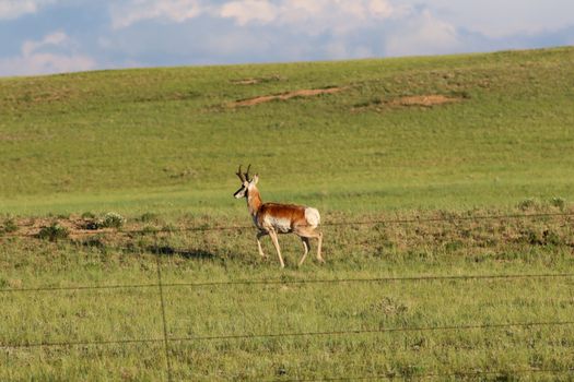 A brown and white antelope standing on top of a lush green field in Wyoming.