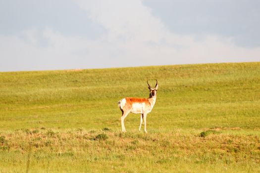 A brown and white antelope standing on top of a lush green field in Wyoming.