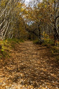 Forest pathway in autumnal Caucasus mountan in Tianeti area in Georgia