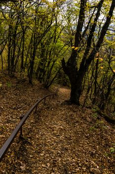 Forest pathway in autumnal Caucasus mountan in Tianeti area in Georgia