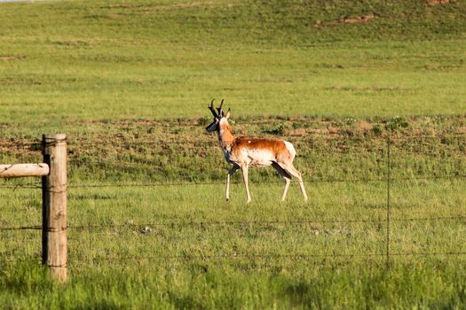 A brown and white antelope standing on top of a lush green field in Wyoming.