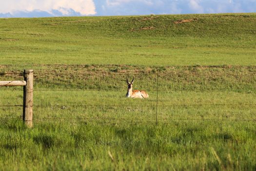 A brown and white antelope laying on top of a lush green field in Wyoming.